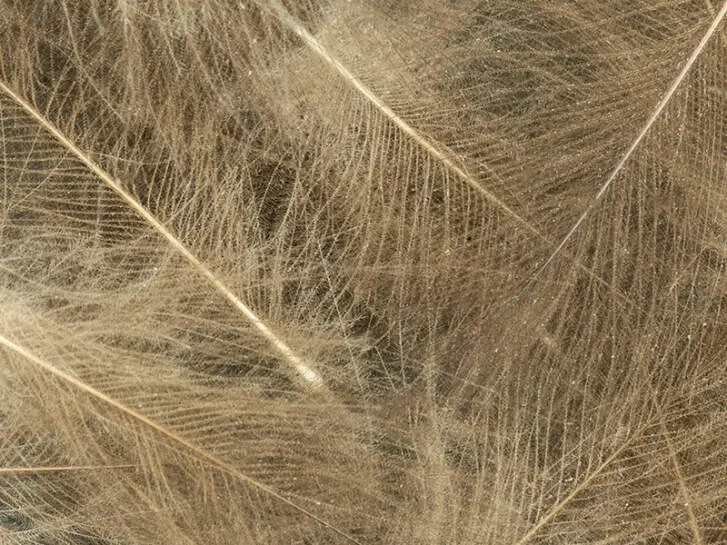 CDC Feathers Cul de Canard EVO SELECTED hotfly - 1 g - natural grey