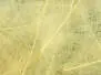 CDC Feathers Cul de Canard EVO SELECTED hotfly - 1 g - ginger