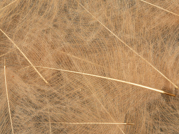 CDC Feathers Cul de Canard EVO SELECTED hotfly - 1 g - beige brown