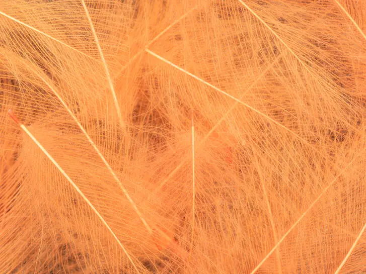 CDC Feathers Cul de Canard EVO SELECTED hotfly - 1 g - fluo orange