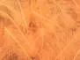 CDC Feathers Cul de Canard EVO SELECTED hotfly - 1 g - fluo orange