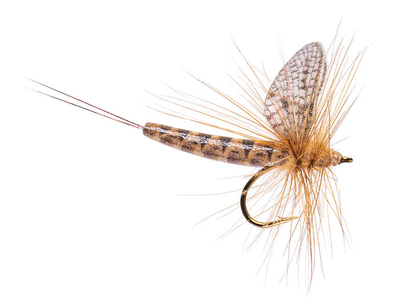 March Brown
