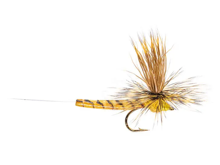 Elk Wing Hexagenia