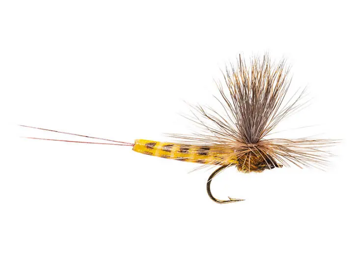 Elk Wing Danica