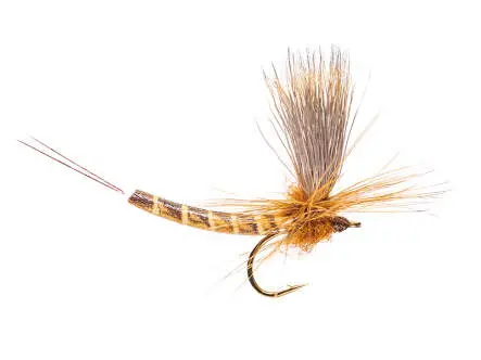Elk Wing Vulgata