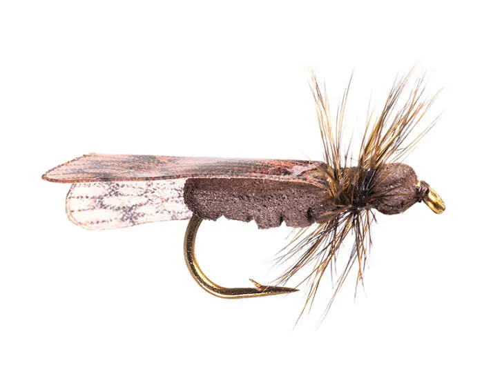 Dark Caddis 10