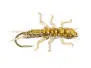 Stonefly Jig Olive 12