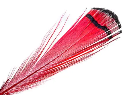 LADY AMHERST PHEASANT hotfly