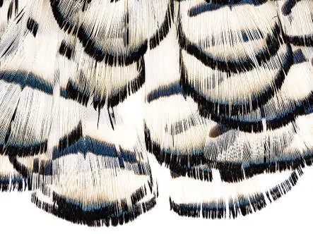 LADY AMHERST PHEASANT hotfly