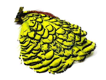 LADY AMHERST PHEASANT hotfly