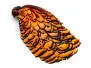 LADY AMHERST PHEASANT hotfly