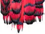 LADY AMHERST PHEASANT hotfly - fluo red