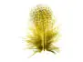 PARTRIDGE ENGLISH FEATHERS hotfly - 2 g - dyed olive
