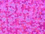 WIGGLE TAILS hotfly - 5 pc. - s - purple holo