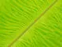 OSTRICH HERL V2 hotfly - 1 pc. - 25/30 cm - chartreuse fluo