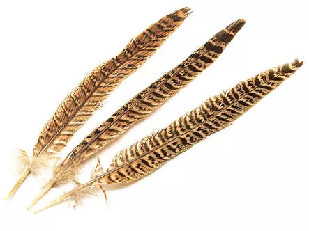 FEMALE PHEASANT TAIL FEATHER - 3 pc. - 15/25 cm