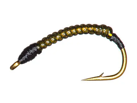 Coregonus line RIB EVO 12