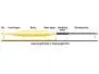 Fly line vision HERO 95 SINK TIP floating with sink tip 3 ips - WF F/S - #7