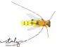 Honey Bee Spinfly - 0,55 g - 2,8 cm - hook size 8