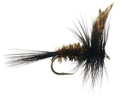 Dark Peacock Dry 14