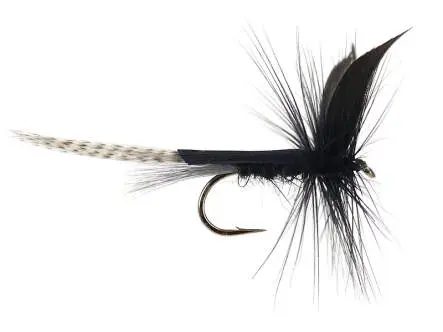 Black Mayfly Dun 10