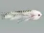 Marcums Streamer - White 4