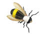 X-true Bumble Bee 10