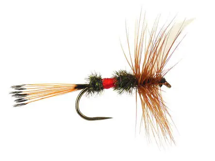 Royal Coachman BL