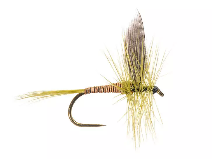 B.W. Olive BL