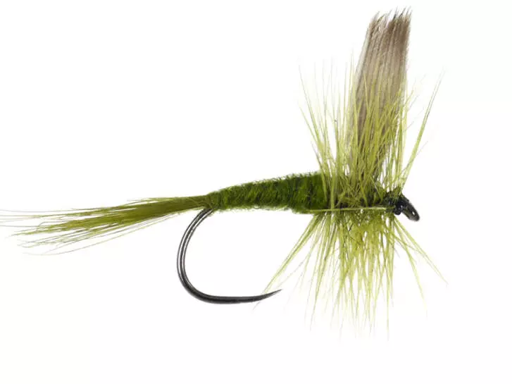 Olive Dun BL