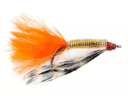 Snapping Shrimp Orange