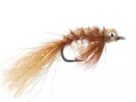 Spawning Shrimp Tan