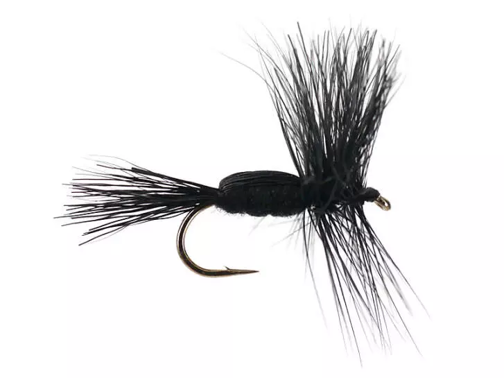Black Humpy