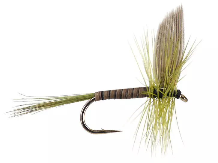 B.W. Olive