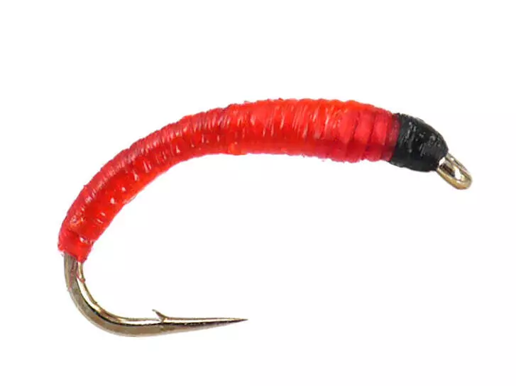 Bloodworm