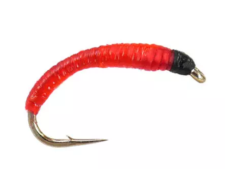 Bloodworm