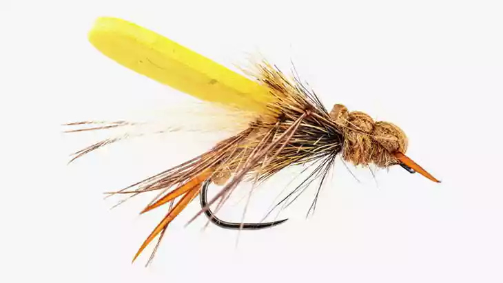 Pupa_Nymph_3
